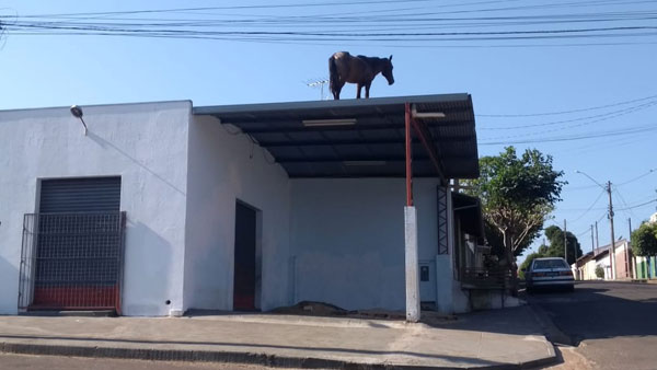 Divulgação G1 - Cavalo conseguiu subir no teto de um barracão em construção em Lins