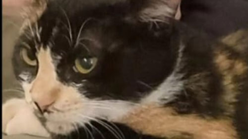 Divulgação - Família busca por gata desaparecida próximo à Casa de Taipa em Assis