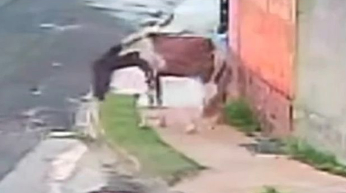 Reprodução - Bebê de 1 ano e 6 meses é atingido por coice de cavalo no bairro Santa Clara em Assis - FOTO: Reprodução