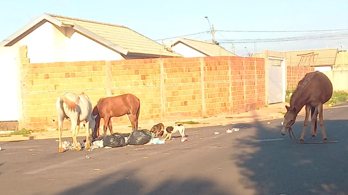 Reprodução - Morador flagrou os animais soltos nas vias do bairro Vida Bela nesta segunda-feira, 22 - Foto: Reprodução