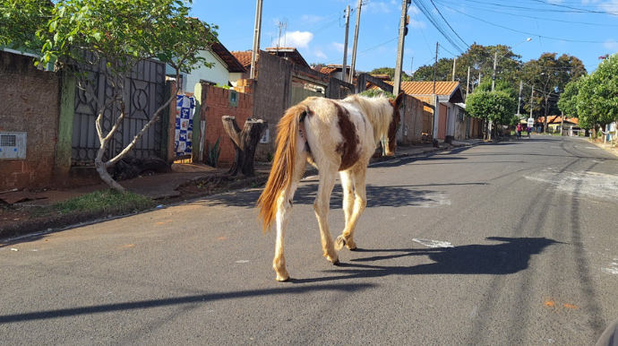 Departamento de Comunicação - Como denunciar animais soltos na rua em Assis - FOTO: Departamento de Comunicação