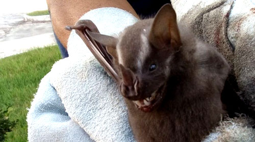 Divulgação G1 - Segundo caso de morcego com raiva é confirmado em Botucatu