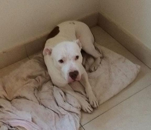 divulgação - Zeus está desaparecido desde a semana passada divulgação - Zeus está desaparecido desde a semana passada