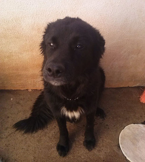 divulgação - O cachorro é preto e possui uma mancha branca no peito divulgação - O cachorro é preto e possui uma mancha branca no peito