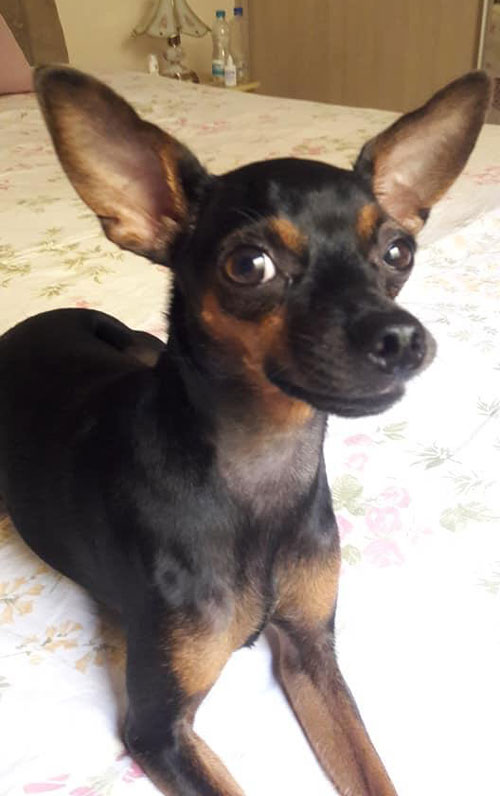 divulgação - Sássi é da raça Pinscher