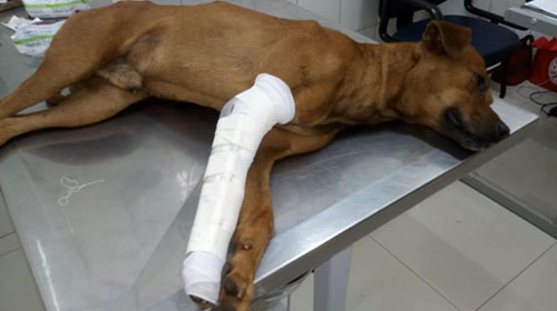 divulgação - O cachorrinho Peter precisa fazer uma cirurgia na pata dianteira divulgação - O cachorrinho Peter precisa fazer uma cirurgia na pata dianteira