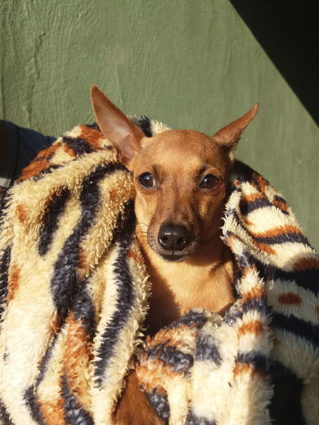 Divulgação - Cachorra atende pelo nome de Rebeca e é da raça Pinscher Divulgação - Cachorra atende pelo nome de Rebeca e é da raça Pinscher