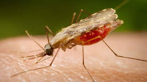 Portal Biologia/divulgação - Pesquisa identifica composto com potencial para tratamento da malária