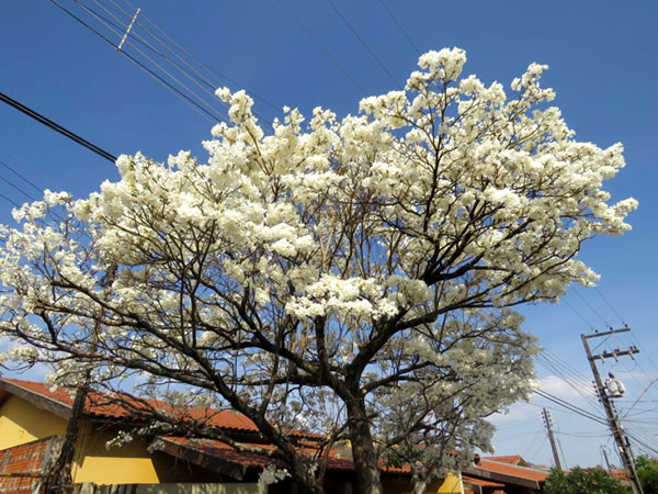 José Wagner de Moraes - Registro feito pelo internauta José Wagner de Moraes pelo bairro Inocoop José Wagner de Moraes - Registro feito pelo internauta José Wagner de Moraes pelo bairro Inocoop