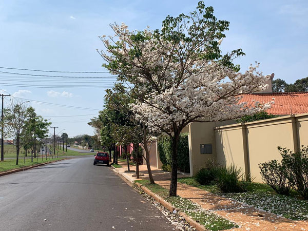 AssisCity - Ipê branco na Avenida Perimetral AssisCity - Ipê branco na Avenida Perimetral
