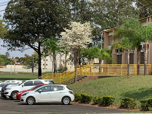 AssisCity - FEMA também está mais embelezada com a florada dos ipês brancos AssisCity - FEMA também está mais embelezada com a florada dos ipês brancos