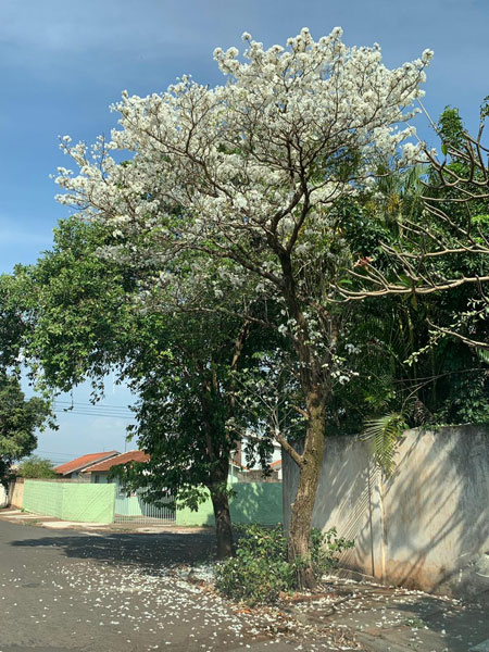 AssisCity - Ipê branco na Rua José Conceição AssisCity - Ipê branco na Rua José Conceição