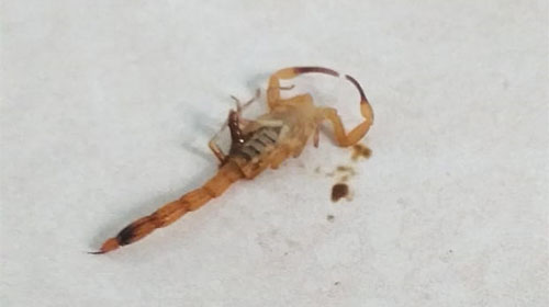 divulgação - Os moradores relatam o aparecimento de seis escorpiões em um mês