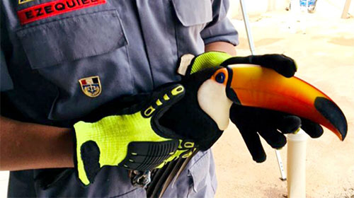 divulgação/ Corpo de Bombeiros - Após se recuperar o animal deve ser solto na natureza divulgação/ Corpo de Bombeiros - Após se recuperar o animal deve ser solto na natureza
