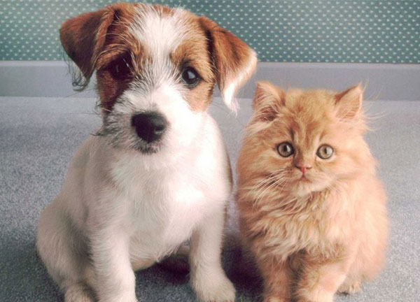 Ilustrativa - Em Assis há cerca de 25 mil animais entre cães e gatos, e apesar da doença estar controlada, é necessária muita atenção dos tutores Ilustrativa - Em Assis há cerca de 25 mil animais entre cães e gatos, e apesar da doença estar controlada, é necessária muita atenção dos tutores