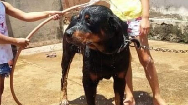 divulgação - Fredy é da raça rottweiler divulgação - Fredy é da raça rottweiler