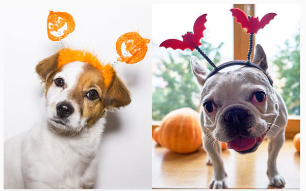 Divulgação - Tiaras também são opções para fantasia de Halloween para os pets Divulgação - Tiaras também são opções para fantasia de Halloween para os pets
