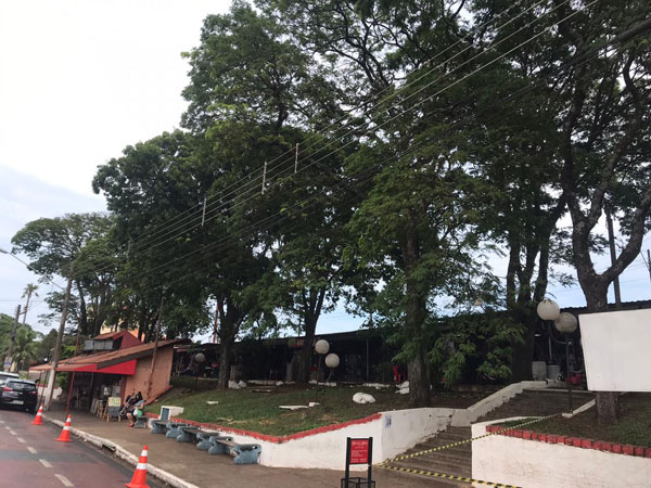 Divulgação - Copa das árvores será mantida a uma altura de 4 a 5 metros