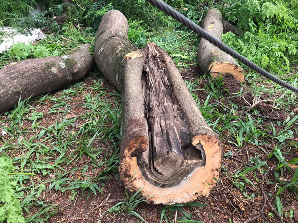 Divulgação - Uma árvore antiga está rachada e precisará ser cortada para evitar riscos