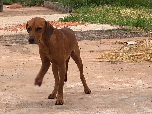 Divulgação - Cachorro estava com a pata amputada e muitas pessoas se mobilizaram para seu resgate em Assis Divulgação - Cachorro estava com a pata amputada e muitas pessoas se mobilizaram para seu resgate em Assis