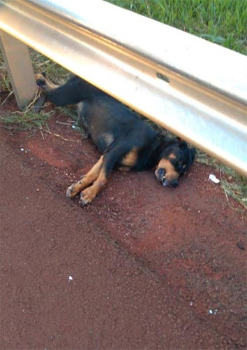 Redes Sociais - Um cachorro da raça rottweiler ficou morto no acostamento da rodovia