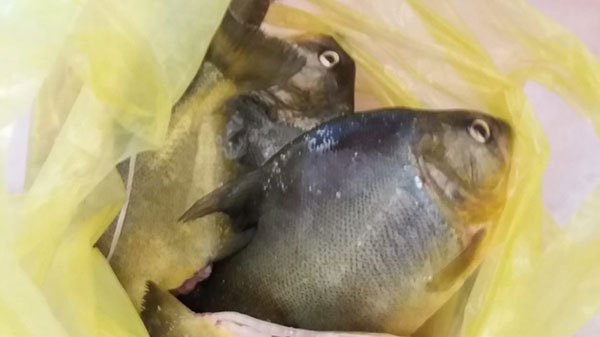 divulgação - Com o homem foram encontrados 2,5 quilos de piranha