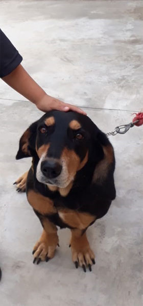 Arquivo Pessoal - Cachorra fugiu nas proximidades da UNIP em Assis Arquivo Pessoal - Cachorra fugiu nas proximidades da UNIP em Assis