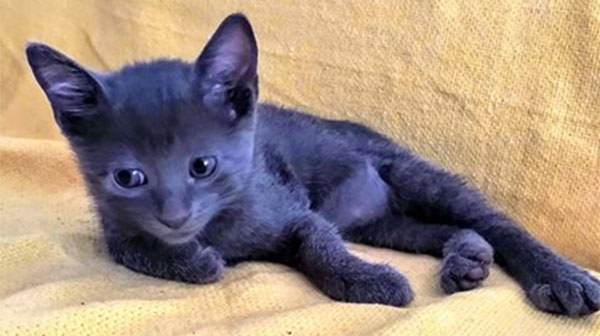 divulgação - A gata Joana tem aproximadamente dois meses divulgação - A gata Joana tem aproximadamente dois meses