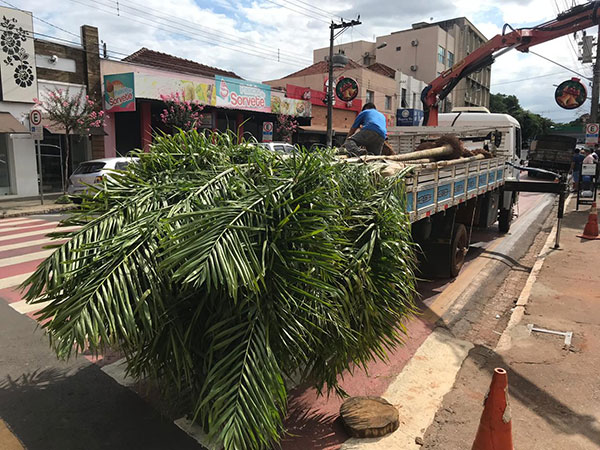 AssisCity - Ao todo serão plantadas 23 mudas de Palmeiras Locuba em toda a região do Camelódromo de Assis