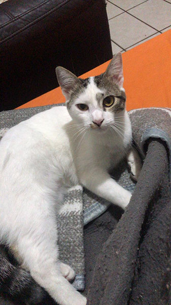divulgação - Gata Nina tem pelagem clara divulgação - Gata Nina tem pelagem clara