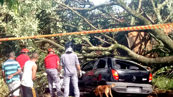 Divulgação - Carro foi atingido por árvore que caiu no bairro Barra Funda, em Paraguaçu Paulista, e ninguém ficou ferido Divulgação - Carro foi atingido por árvore que caiu no bairro Barra Funda, em Paraguaçu Paulista, e ninguém ficou ferido