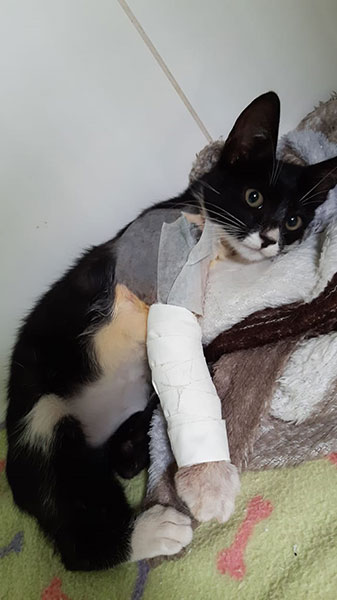 Divulgação - Zoe terá que passar por uma segunda cirurgia ortopédica Divulgação - Zoe terá que passar por uma segunda cirurgia ortopédica