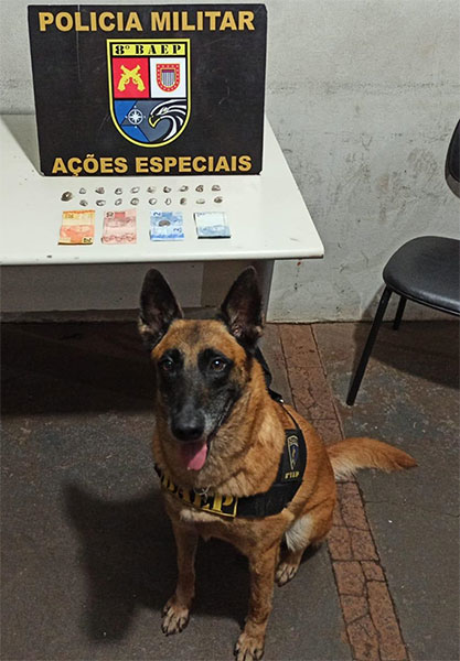Divulgação - Cão Errah, responsável por localizar outras porções de maconha Divulgação - Cão Errah, responsável por localizar outras porções de maconha