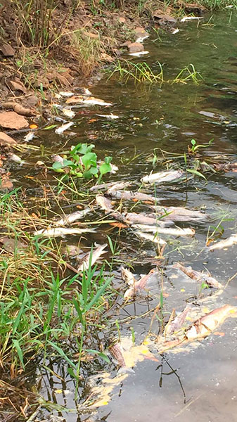 Divulgação - Peixes mortos no Rio Paranapanema, em Cândido Mota