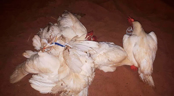 Divulgação PM - Seis galinhas foram apreendidas Divulgação PM - Seis galinhas foram apreendidas