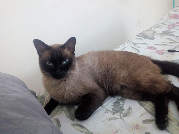 divulgação - Gato Juba divulgação - Gato Juba