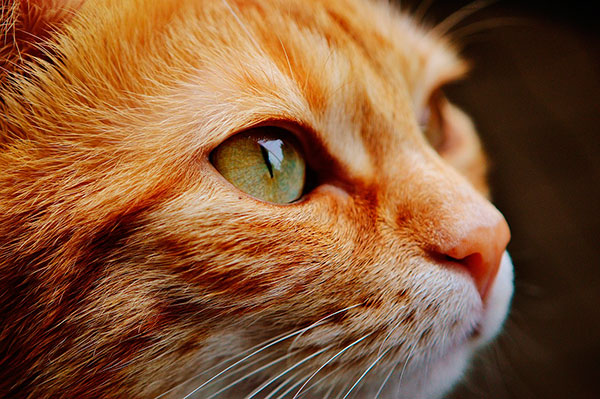 Pixabay - Segundo IBGE, já são mais de 22 milhões de felinos no país Pixabay - Segundo IBGE, já são mais de 22 milhões de felinos no país