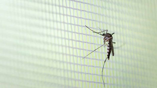 divulgação - Paraguaçu Paulista tem, de janeiro até o dia 27 de fevereiro, 320 notificações de casos de dengue, sendo 77 positivos e 104 negativos para a doença.
