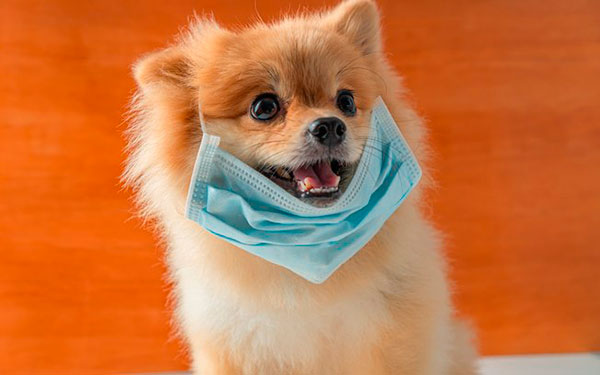 Ig - Até o momento, não há evidências de que os pets estejam adoecendo devido ao Coronavírus ou que sejam capazes de propagar a doença Ig - Até o momento, não há evidências de que os pets estejam adoecendo devido ao Coronavírus ou que sejam capazes de propagar a doença