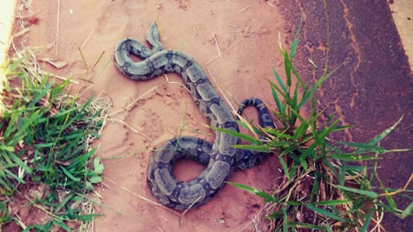 divulgação - A jiboia de quase dois metros foi capturada na linha férrea divulgação - A jiboia de quase dois metros foi capturada na linha férrea