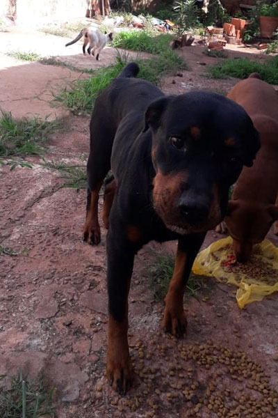 divulgação - A cachorra da raça rottweiler está em tratamento e não pode ficar sem medicação divulgação - A cachorra da raça rottweiler está em tratamento e não pode ficar sem medicação