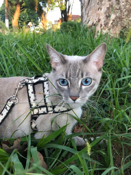 divulgação - Gato Abu divulgação - Gato Abu