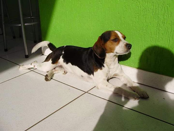 divulgação - Bob tem 12 anos e é muito manso divulgação - Bob tem 12 anos e é muito manso