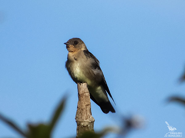 Divulgação - Andorinha Serradora fotografada no Ecoparque em Assis Divulgação - Andorinha Serradora fotografada no Ecoparque em Assis