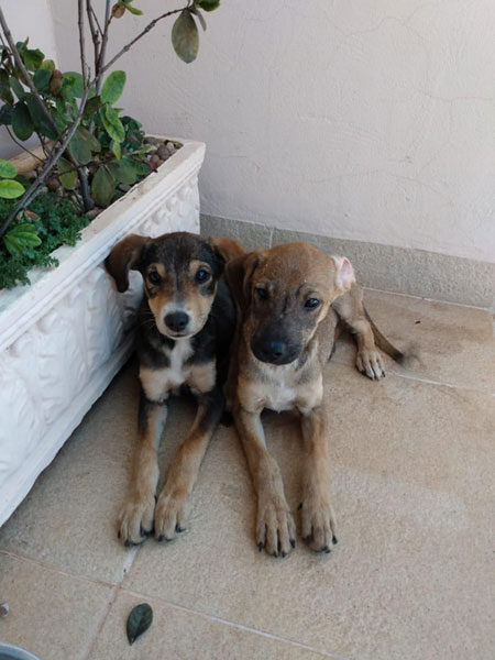 divulgação - As cachorrinhas foram abandonadas