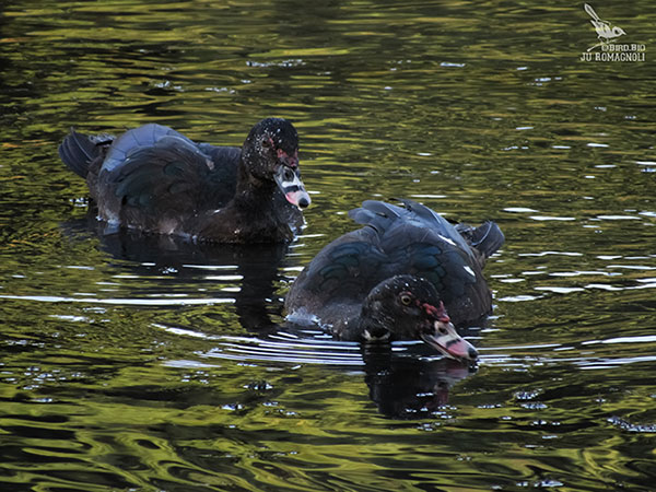 Divulgação - Patos do Mato registrados no Ecoparque em Assis