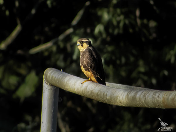 Juliana Romagnoli - Falcão de coleira fotografado no Ecolago