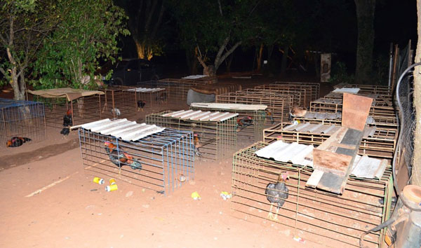 divulgação - Um total de 74 galos da raça índio foram apreendidos na propriedade rural onde aconteciam as rinhas divulgação - Um total de 74 galos da raça índio foram apreendidos na propriedade rural onde aconteciam as rinhas
