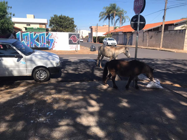 divulgação - Os pôneis estavam circulando pela avenida Dom Antonio divulgação - Os pôneis estavam circulando pela avenida Dom Antonio