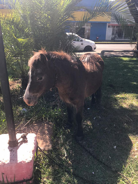 divulgação - Os animais foram recolhidos ao Posto de Monta divulgação - Os animais foram recolhidos ao Posto de Monta